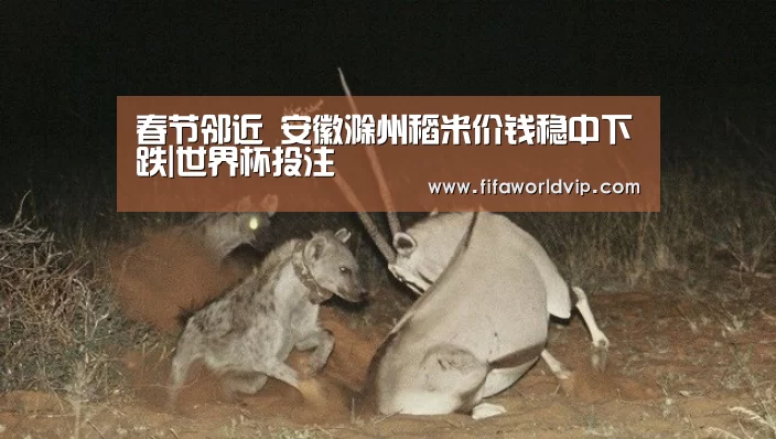 春节邻近 安徽滁州稻米价钱稳中下跌|世界杯投注