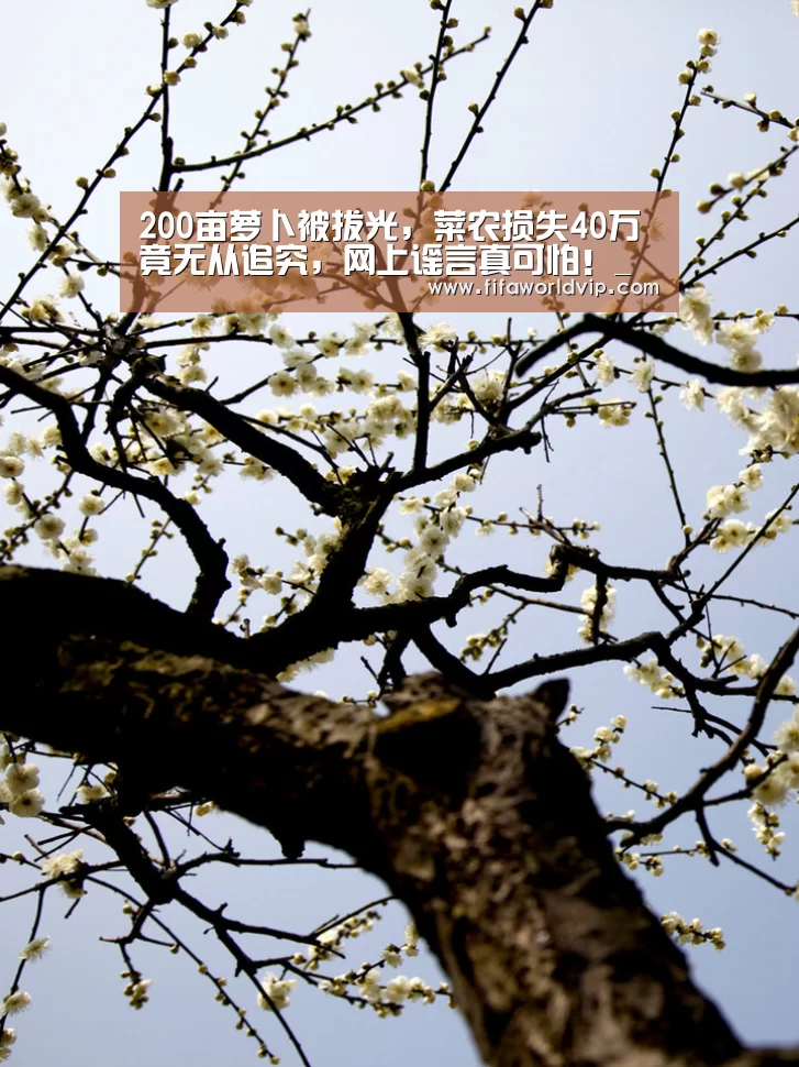 200亩萝卜被拔光,菜农损失40万竟无从追究,网上谣言真可怕!_世界杯买球网站官网(图2) 世界杯外围买球官网